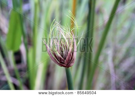 Cyperus Papyrus