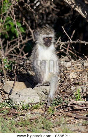 Unga Monkey