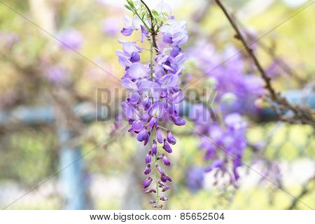 Purplevine,Bean Tree,Chinese Wisteria