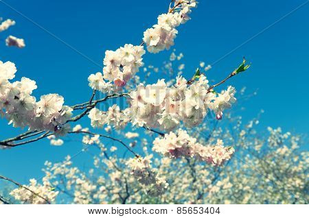 Cherry Blossom