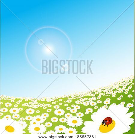 Spring Meadow