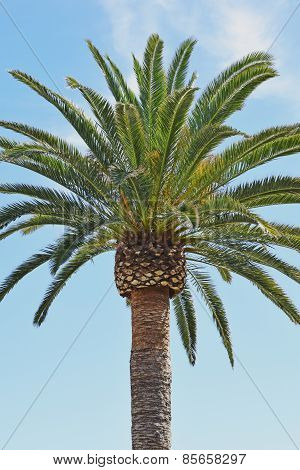Laguna Beach Date Palm