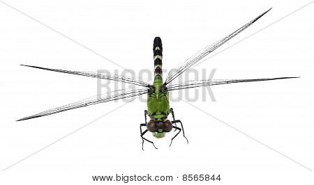 Východní Pondhawk Dragonfly, Erythemis Simplicicollis