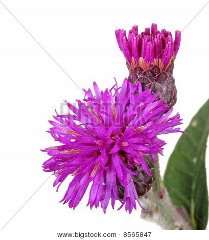 ของบอลด์วิน Ironweed, Vernonia Baldwinii