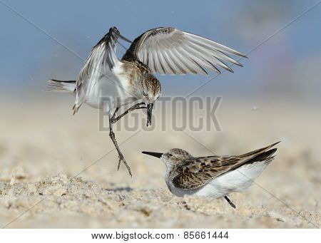 Little Stints Fights