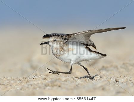 Little Stint
