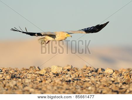 Egyptian Vulture