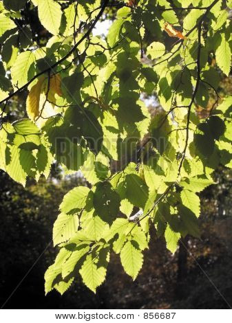 autumn leaves