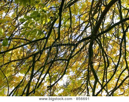 autumn leaves