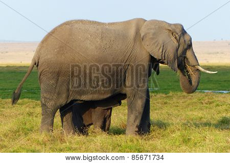 big elephant