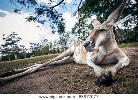 Australian kangaroo