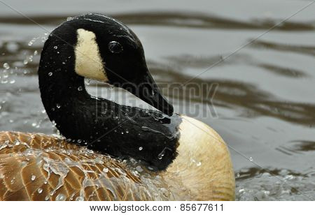 Canada Goose
