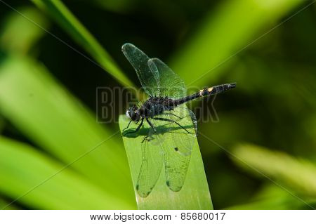 Black Dragon Fly