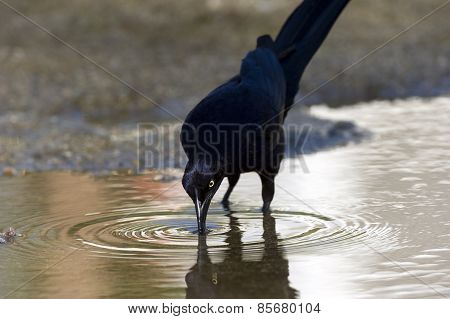 Black Bird
