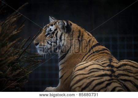 Tigress in the sanctuary 2