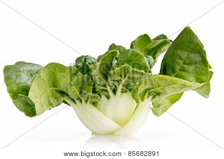 Pok Choi Or Pok Choy On White Background, Isolated