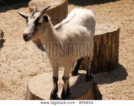 Primo luogo capra
