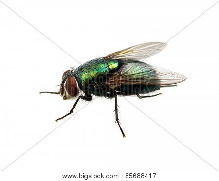 green fly isolated on white