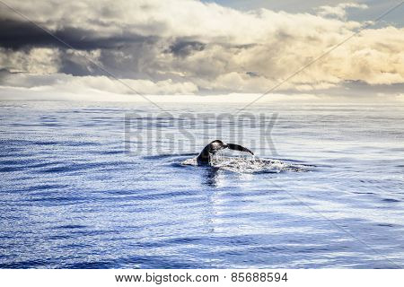 Diving humpback whale in the Skjalfandi Bay in Northern Iceland