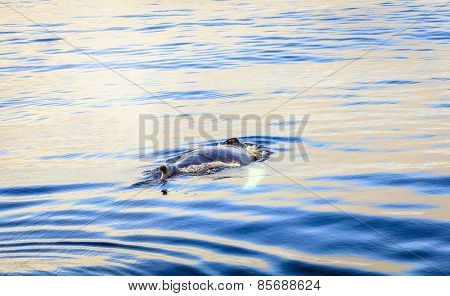 Humpback whale in the Skjalfandi Bay in Northern Iceland
