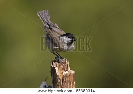 Marsh tit perched on a branch, Vosges, France