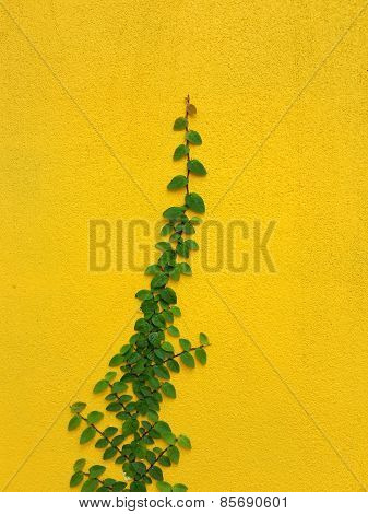 Coatbuttons Mexican Daisy Plant On Yellow Wall