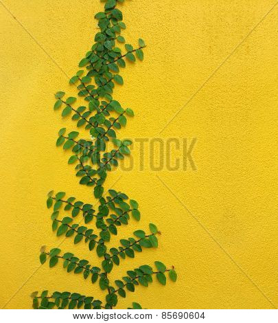 Coatbuttons Mexican Daisy Plant On Yellow Wall