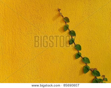 Coatbuttons Mexican Daisy Plant On Yellow Wall