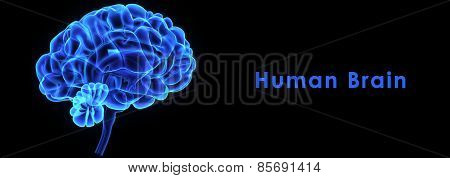 Human Brain