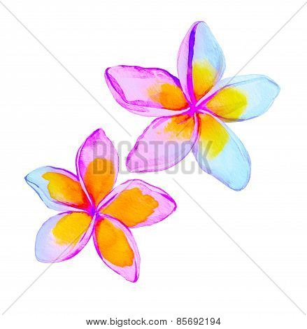 plumeria / frangipani flowers in watercolor