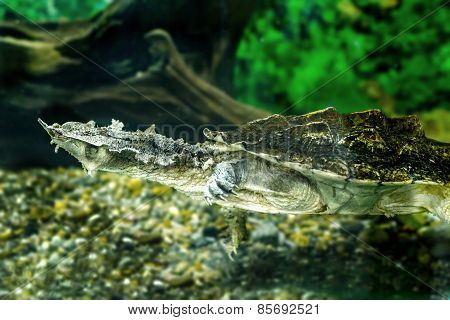 Freshwater Exotic Turtles Matamata