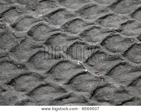 Lycopodium - Lepidodendron