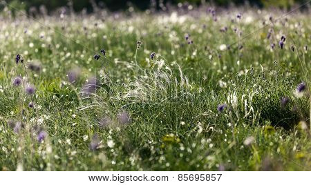 Wildflowers