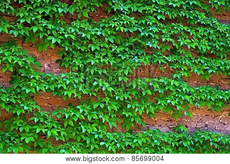 Creeping Plants On Wall.
