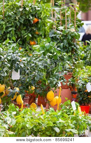 Sale Of Citrus Trees