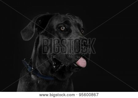 Cane corso italiano dog on black background