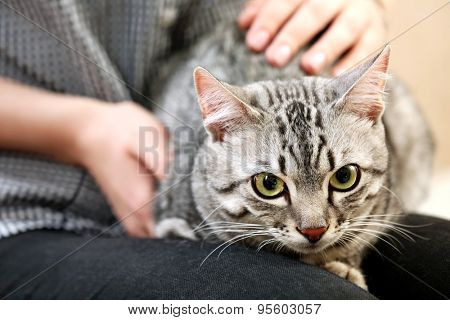 Woman holding cute cat close up