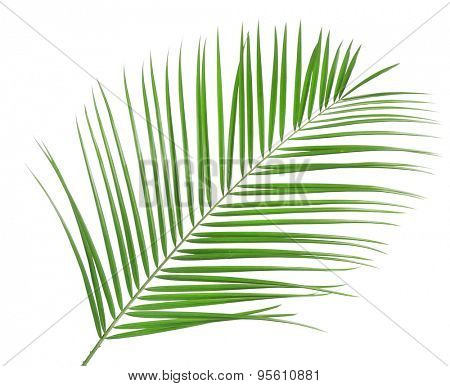 Beautiful palm leaf isolated on white