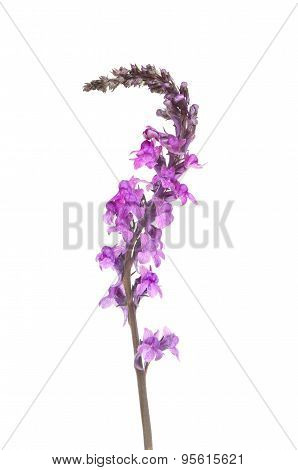 Purple Toadflax