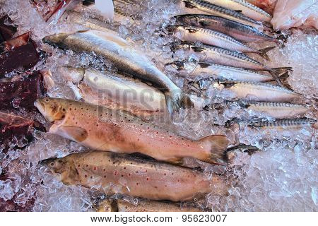 Norway Fish Market