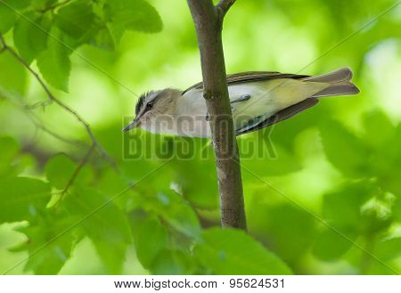 Red-eyed Vireo