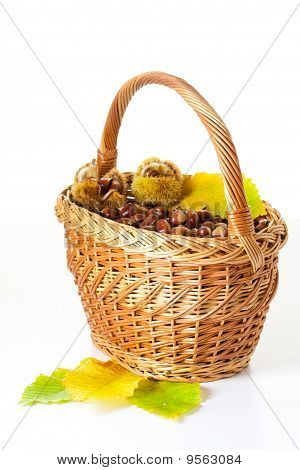 Castaña fresca