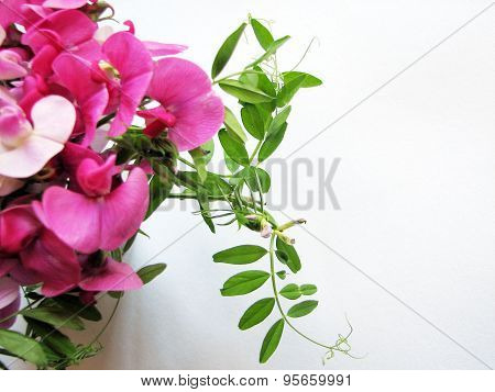 Pink sweet pea