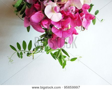Pink sweet pea