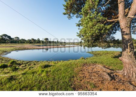 Scotch Fir And A Natural Pond In Summer