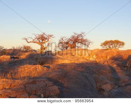 Baobab Tree In The Makgadikgadi Pan