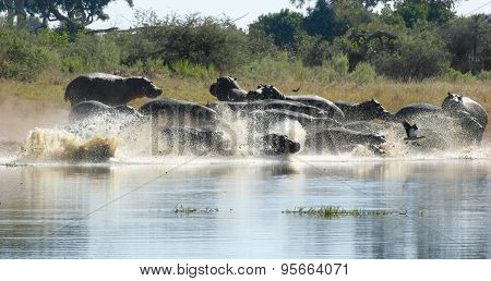 Hippos In Botswana