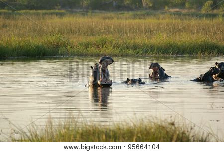 Hippos In Botswana