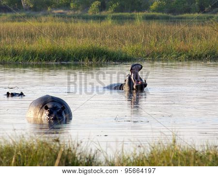 Hippos In Botswana