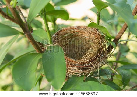 Empty Bird Nest